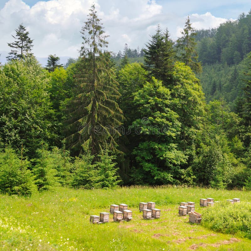 Steigungen von Bergen, von Koniferenbäumen und und von Bienenbienenstöcken im Bienenhaus stockfotografie Steigungen von Bergen, von Koniferenbäumen und und von Bienenbienenstöcken im Bienenhaus stockfotografie