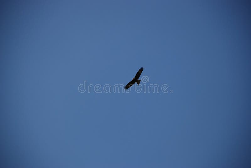 Steinadlerfliegenhoch im klaren blauen Himmel lizenzfreies stockfoto Steinadlerfliegenhoch im klaren blauen Himmel lizenzfreies stockfoto