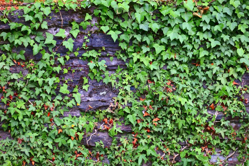 Steinwand mit Efeu stockbild Steinwand mit Efeu stockbild