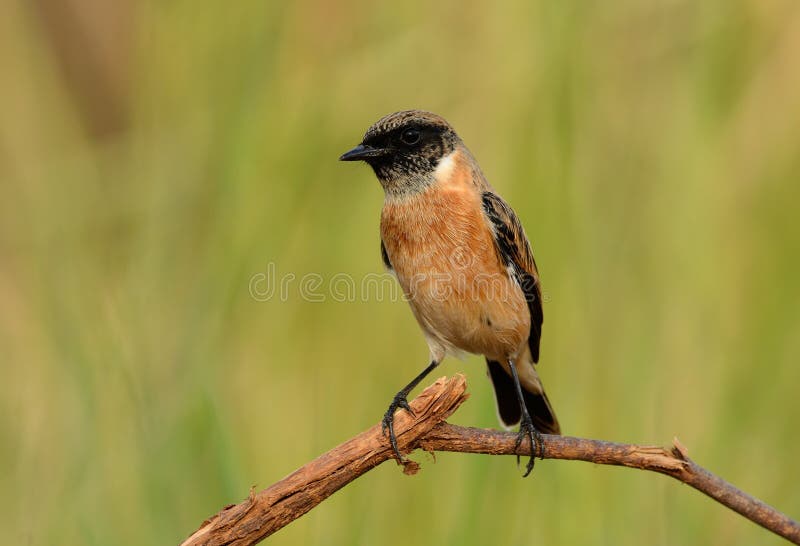 Stejnegeri del este masculino del Saxicola de Stonechat imagen de archivo Stejnegeri del este masculino del Saxicola de Stonechat imagen de archivo