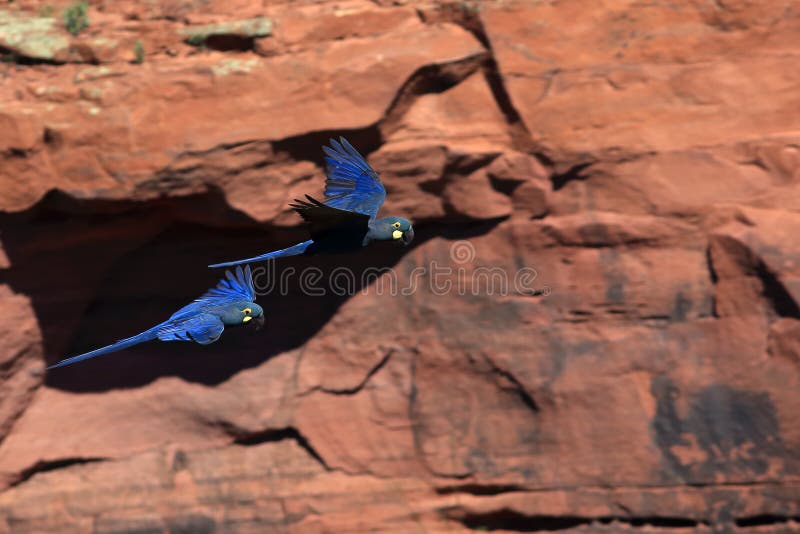 Stel van indigo macaw anodorhynchus leari dat over de rotswand van de stad canudos inland - bahia vliegt. ter plaatse de vogel