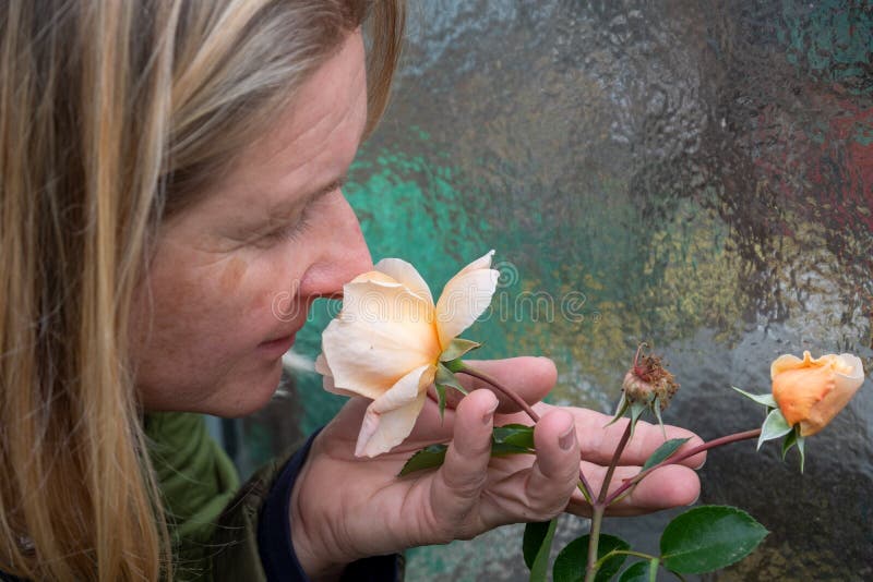 Stelde de blonde vrouwelijke tuinman in de bloei van jaren, geuren met gesloten ogen op de rode de rozenbloem van het geuraroma t royalty-vrije stock afbeelding Stelde de blonde vrouwelijke tuinman in de bloei van jaren, geuren met gesloten ogen op de rode de rozenbloem van het geuraroma t royalty-vrije stock afbeelding