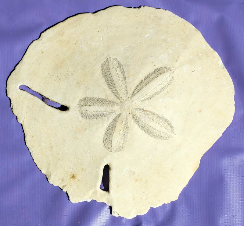 Stella centrale di un echinoderma echinoide del ` di sabbia del ` molto grande del dollaro dall'isola di Masirah, Oman, Oceano In fotografia stock libera da diritti Stella centrale di un echinoderma echinoide del ` di sabbia del ` molto grande del dollaro dall'isola di Masirah, Oman, Oceano In fotografia stock libera da diritti