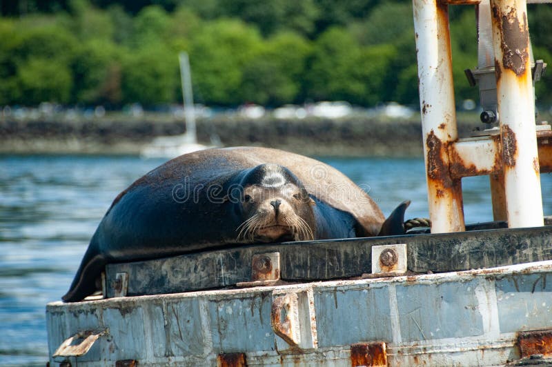 Stellar Sea Lion Rests on Navigation Buoy, Puget Sound, Washington