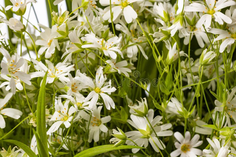 Stellariaholostea - de witte bloemen van de de lenteweide stock foto's Stellariaholostea - de witte bloemen van de de lenteweide stock foto's
