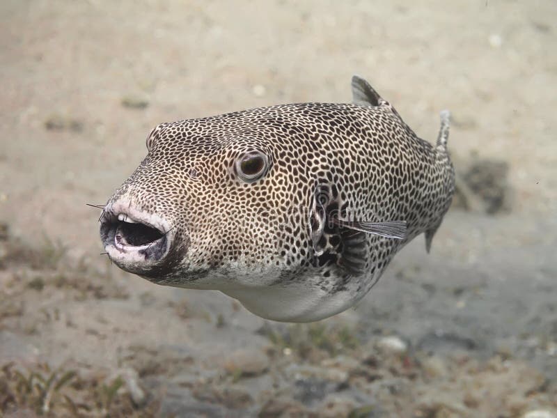 Stellate pufferfiskArothron stellatus, också som är bekant som staen arkivbilder Stellate pufferfiskArothron stellatus, också som är bekant som staen arkivbilder