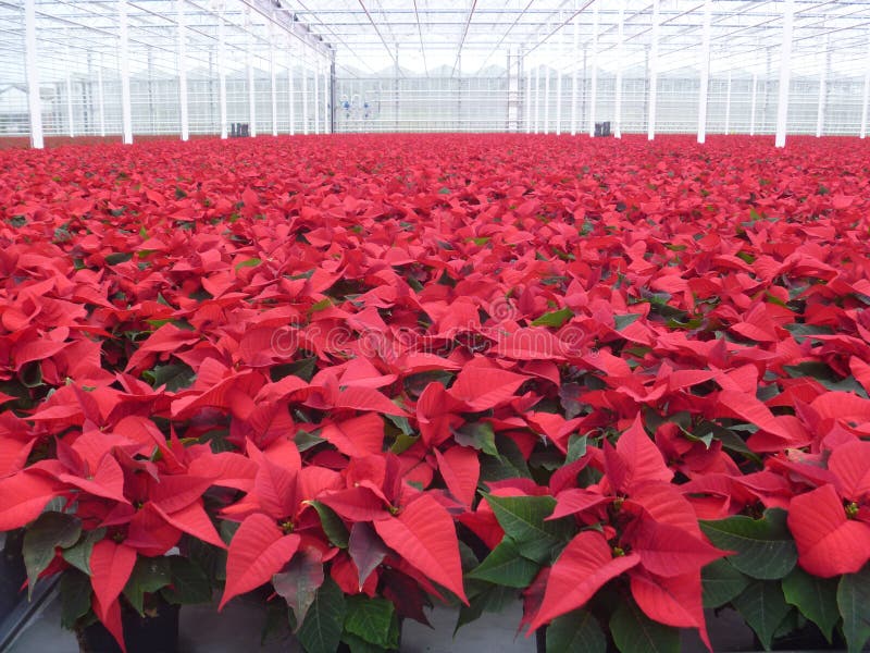 A greenhouse full with Poinsettias. A greenhouse full with Poinsettias.