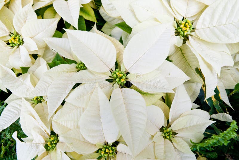 Close up of white poinsettias, Christmas flowers. Close up of white poinsettias, Christmas flowers