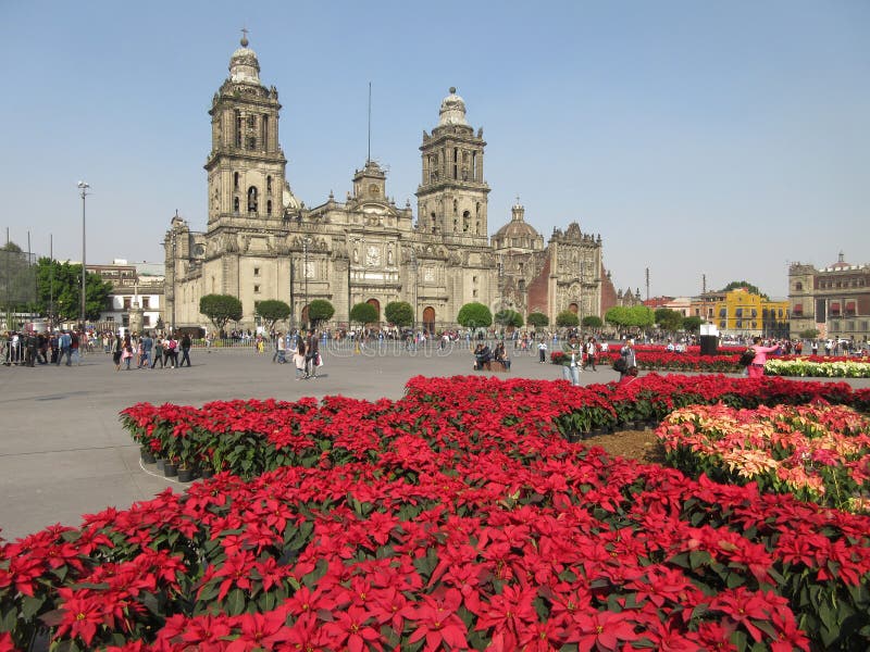 Photo of poinsettias and mexico city cathedral on 12/18/18. Photo of poinsettias and mexico city cathedral on 12/18/18.