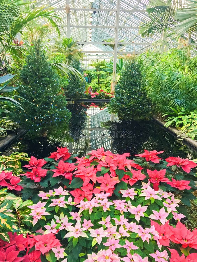 Colorful Christmas poinsettias create a unique display at Garfield Park Conservatory in Chicago.The pine trees mixed with tropical trees and plants give it an interesting island feel. Colorful Christmas poinsettias create a unique display at Garfield Park Conservatory in Chicago.The pine trees mixed with tropical trees and plants give it an interesting island feel.