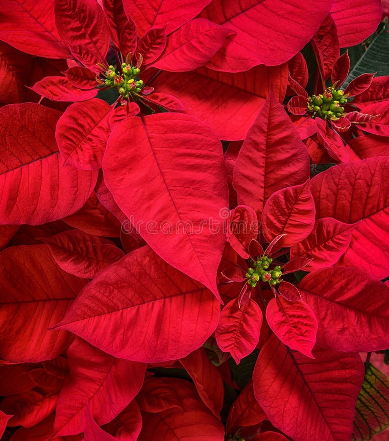 Closeup of Red Poinsettias Euphorbia pulcherrima flower, Christmas Star. Closeup of Red Poinsettias Euphorbia pulcherrima flower, Christmas Star