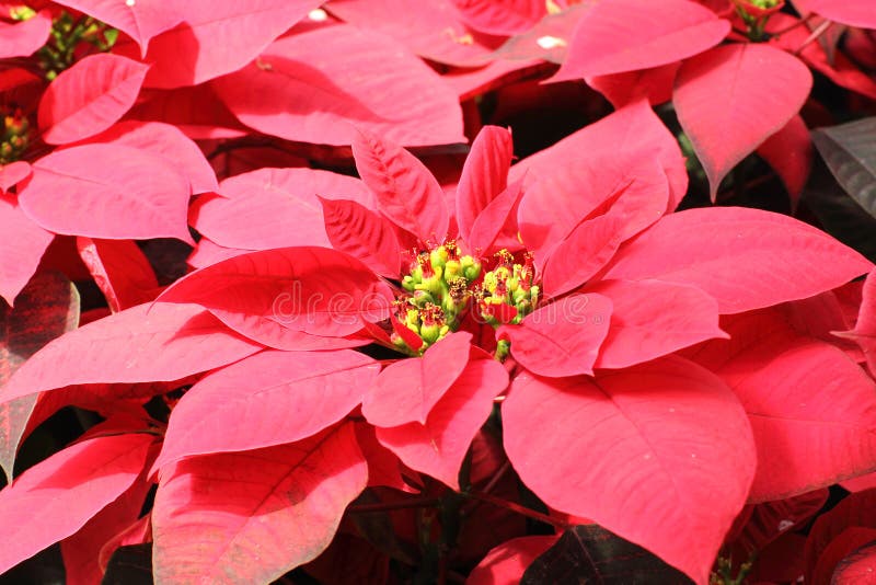 Bright red poinsettias for the Christmas (sunny day). Bright red poinsettias for the Christmas (sunny day)