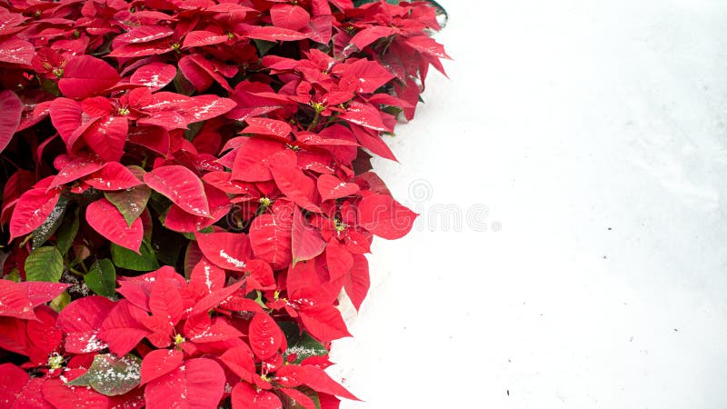 Lovely red poinsettias on the left and snow on the right. This is a typical Christmas decorations setting. Photo taken on November 22nd, 2014. Lovely red poinsettias on the left and snow on the right. This is a typical Christmas decorations setting. Photo taken on November 22nd, 2014.