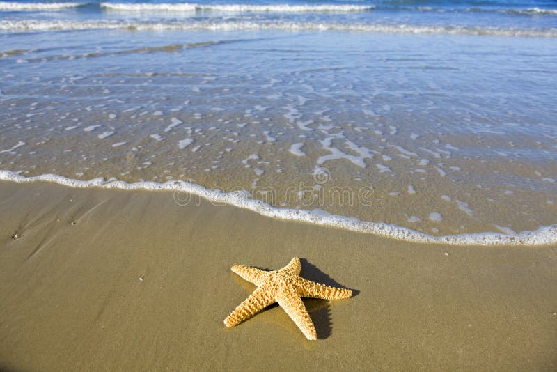 Stelle marine fotografia stock Stelle marine fotografia stock
