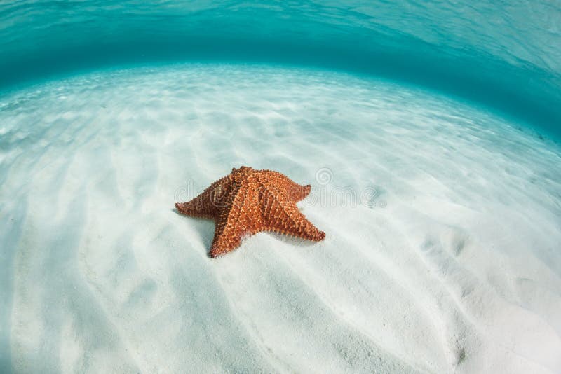 Stelle marine caraibiche sulla sabbia fotografia stock Stelle marine caraibiche sulla sabbia fotografia stock