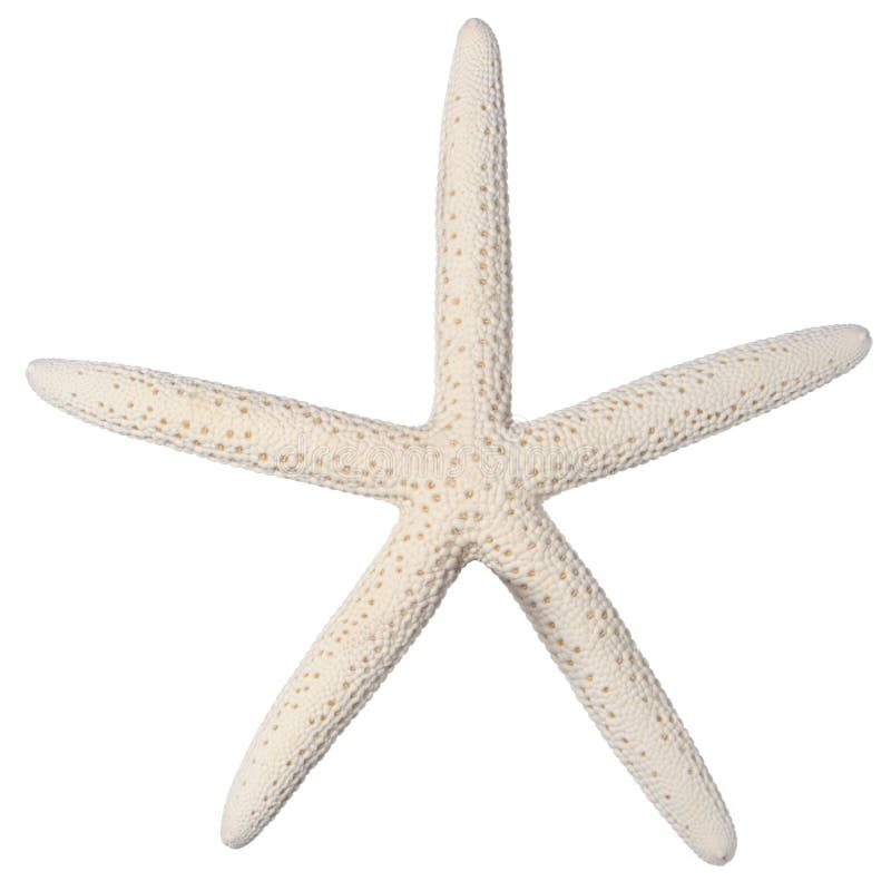 Stelle marine del morbo di Raynaud Stelle marine del morbo di Raynaud