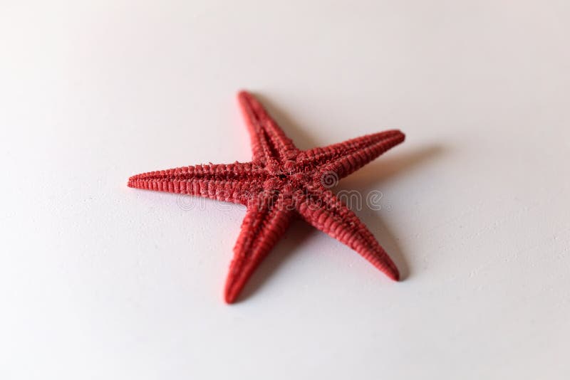 Stelle marine rosse in una foto del primo piano fotografia stock libera da diritti Stelle marine rosse in una foto del primo piano fotografia stock libera da diritti