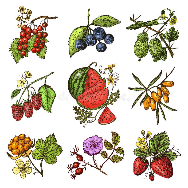 Stellen Sie Beeren Ein Himbeere, Blaubeere, Erdbeere, Stachelbeere