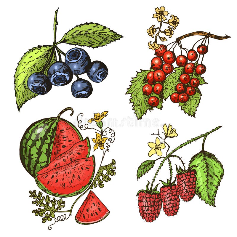 Stellen Sie Beeren Ein Himbeere, Blaubeere, Erdbeere, Stachelbeere