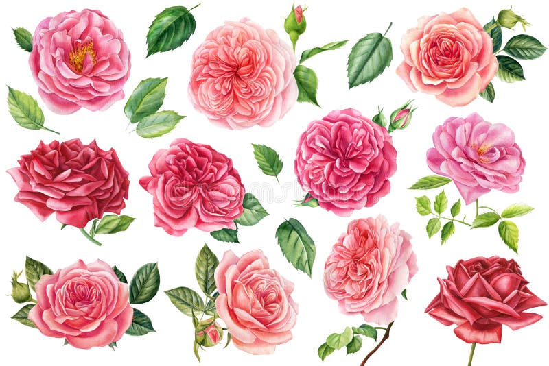Stellen Sie Blumen Green Blätter rosa und roten Rosen auf isolierten weißen Hintergrundaquarellillustrations-Grußkarten ein stock abbildung