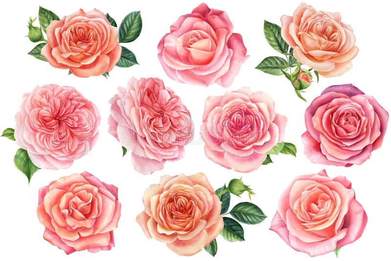 Stellen Sie die rosa Rosen Blumen auf einem weißen Hintergrund ein. botanische Abbildung des Aquarells. stock abbildung