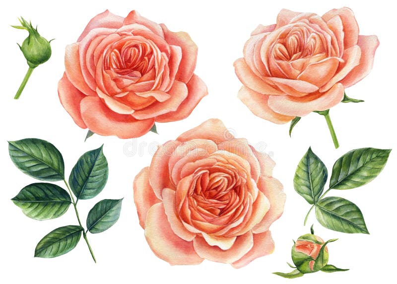 Stellen Sie die rosa Rosen ein, die sich auf weißem Hintergrund isoliert werden.. botanische Gemälde des Aquarells. Stellen Sie vo vektor abbildung