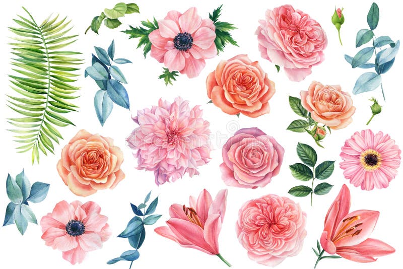 Stellen Sie Lilien-Anemonenrosen Blumen von rosa, Palmblatt, daseukalyptus auf einem weißen Hintergrund lässt. Aquarellzeichnung vektor abbildung
