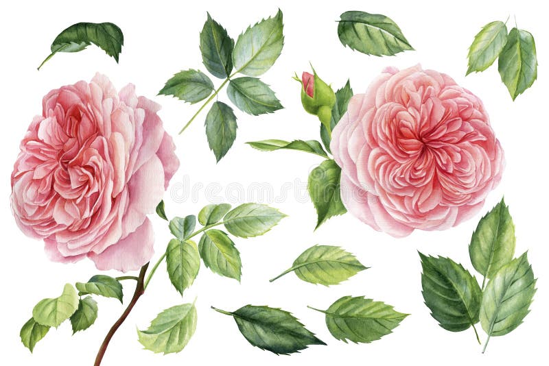Stellen Sie mit Blumenniederlassungsblättern von rosa englischen Rosen ein. handgemalte isolierte Objekte des Aquarells auf weißem vektor abbildung