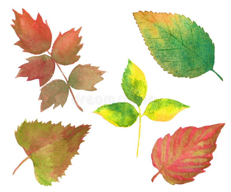Stellen Sie vom Aquarellherbstlaub auf Weiß ein Handgezogene verschiedene bunte Baumblätter vektor abbildung