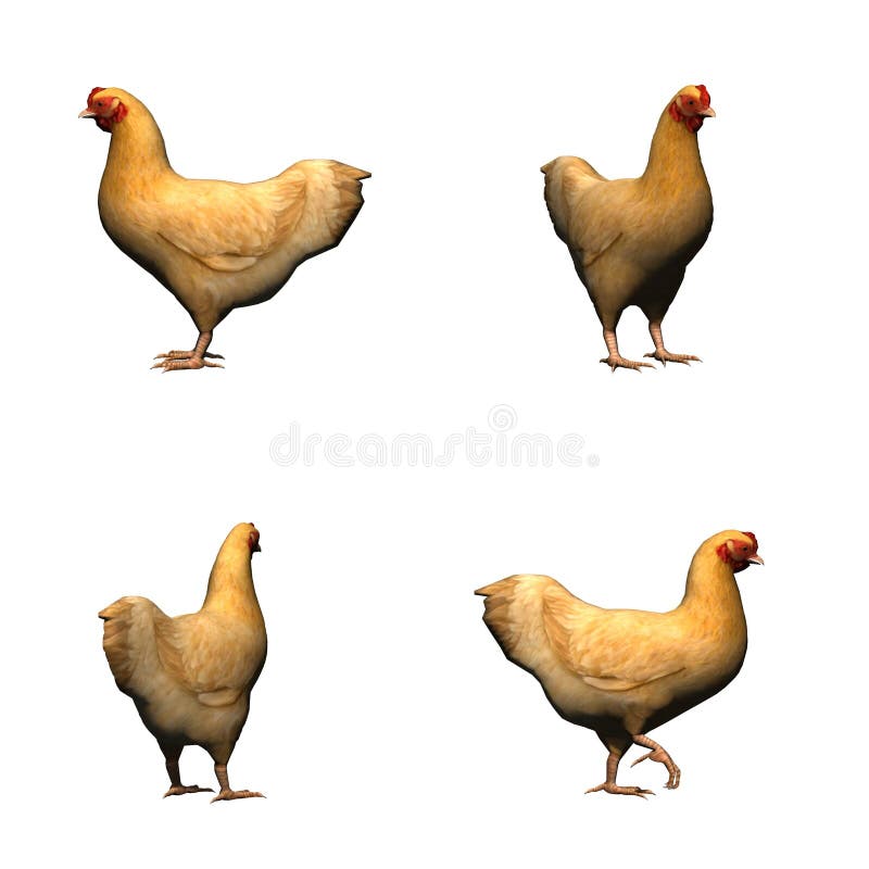 Stellen Sie Huhn Auf Einem Weissen Hintergrund Ein Vektor Abbildung Illustration Von Weissen Huhn 7148