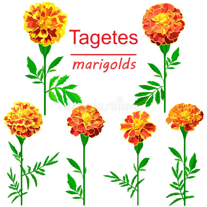 Stellen Sie von den Bildern von den hellen Ringelblumen ein, die auf weißem Hintergrund lokalisiert werden lizenzfreie abbildung Stellen Sie von den Bildern von den hellen Ringelblumen ein, die auf weißem Hintergrund lokalisiert werden lizenzfreie abbildung