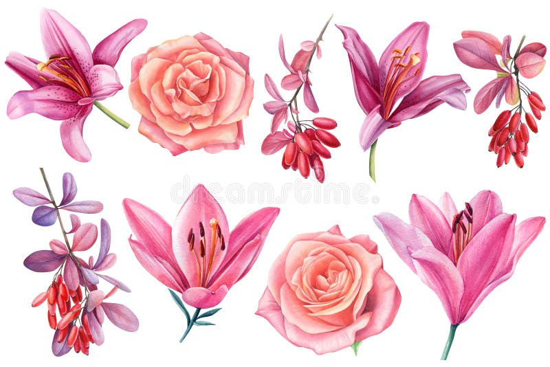 Stellen Sie von den Blumenrosenlilien-Berberitzenbeerbeeren auf einem weißen Hintergrund ein. botanische Abbildung des Aquarells. vektor abbildung