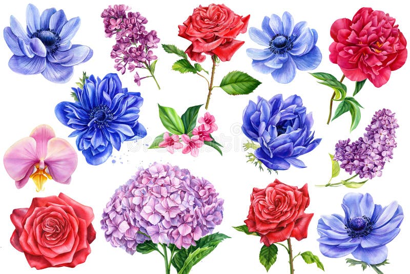 Stellen Sie von der lila Aquarellillustration der Blumenanemonenpfingstrosenorchideenhortensiepfingstrose ein lizenzfreie abbildung