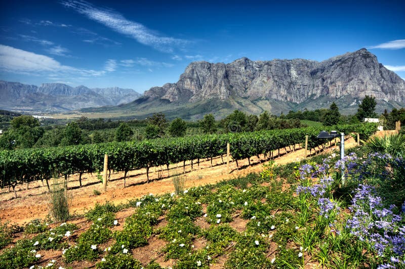 Stellenbosch American Express Wine Routes, South Africa