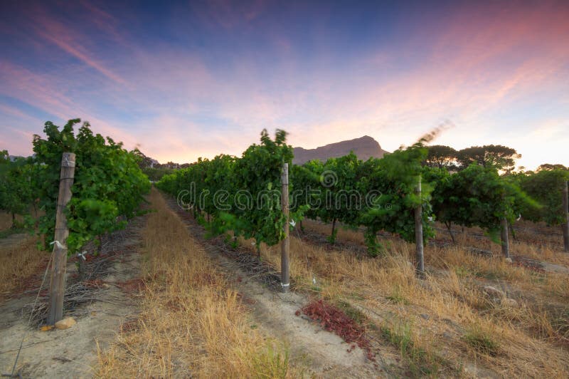 Sunset over a vineyard with Table Mountain in the background, Stellenbosch, Cape Winelands, Western Cape, South Africa. Sunset over a vineyard with Table Mountain in the background, Stellenbosch, Cape Winelands, Western Cape, South Africa