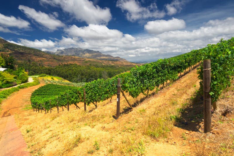 Stellenbosch, het hart van het wijnbouwgebied in Zuiden Afri stock foto's Stellenbosch, het hart van het wijnbouwgebied in Zuiden Afri stock foto's