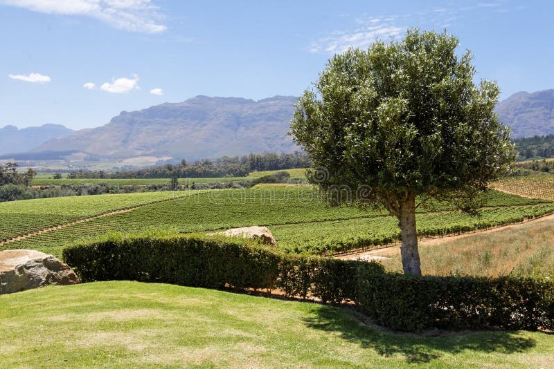 Stellenbosch Vineyard stock photo. Image of tree, stellenbosch 12990100