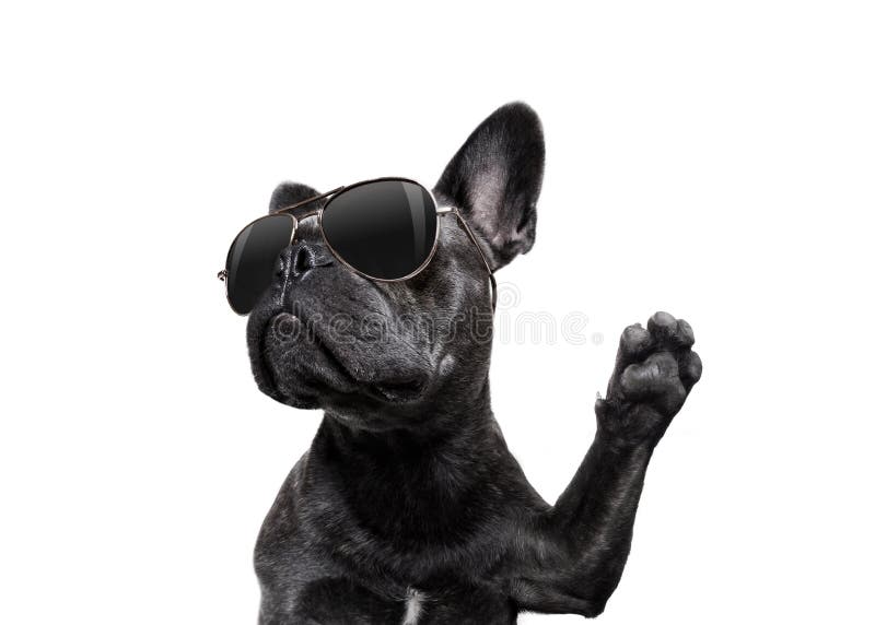 Stellende hond met zonnebril hoog vijf