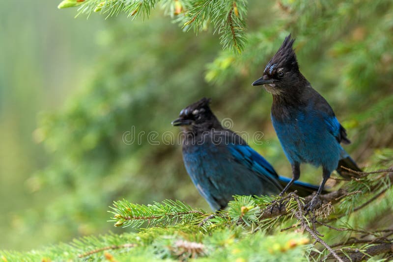 Steller`s jay Cyanocitta stelleri perching on fir bough in Glacier National Park, British Columbia, Canada