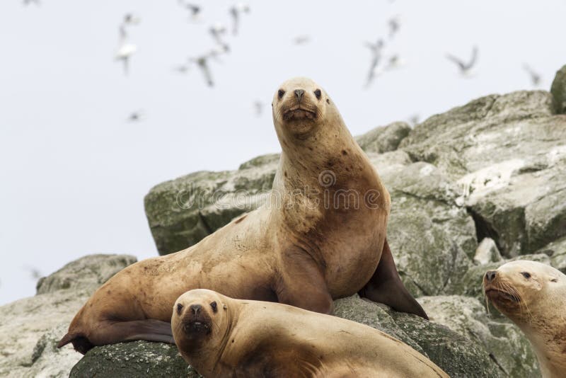 Steller sea lion on the rocks that lie on a small island royalty free stock photos Steller sea lion on the rocks that lie on a small island royalty free stock photos