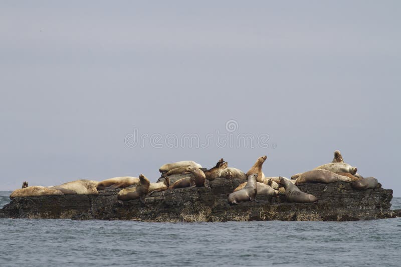 Steller sea lion rookery on cliffs of the island in the Pacific stock images Steller sea lion rookery on cliffs of the island in the Pacific stock images