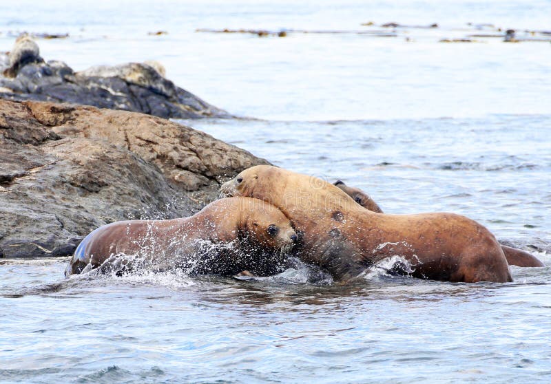 Steller Sea Lions Fighting on rock, Race Rock Marine Reserve, Victoria, B.C., Canada