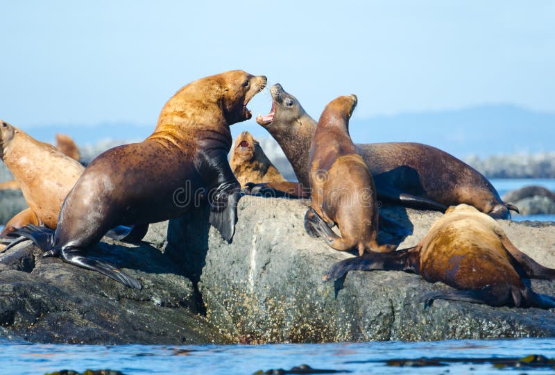 Steller Sea Lions