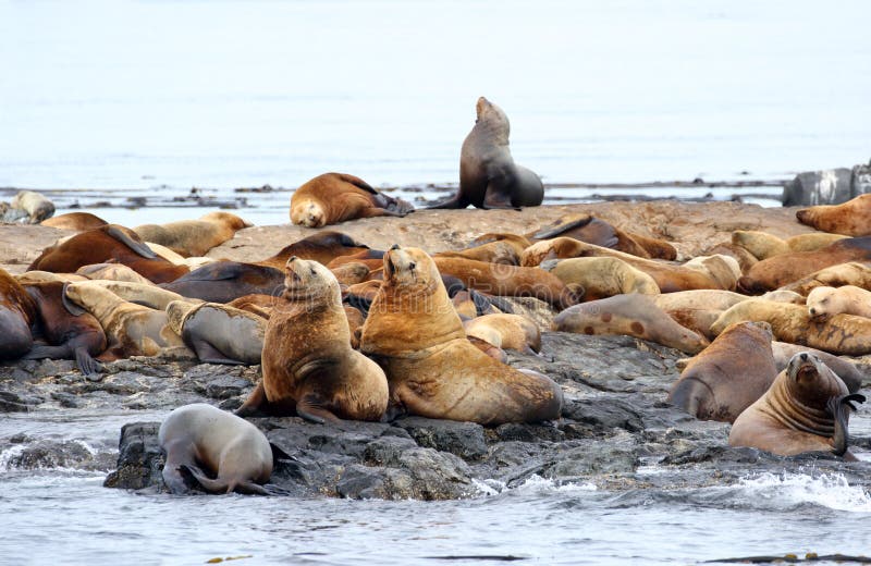 Steller Sea Lions Resting on rock, Race Rock Marine Reserve, Victoria, B.C., Canada