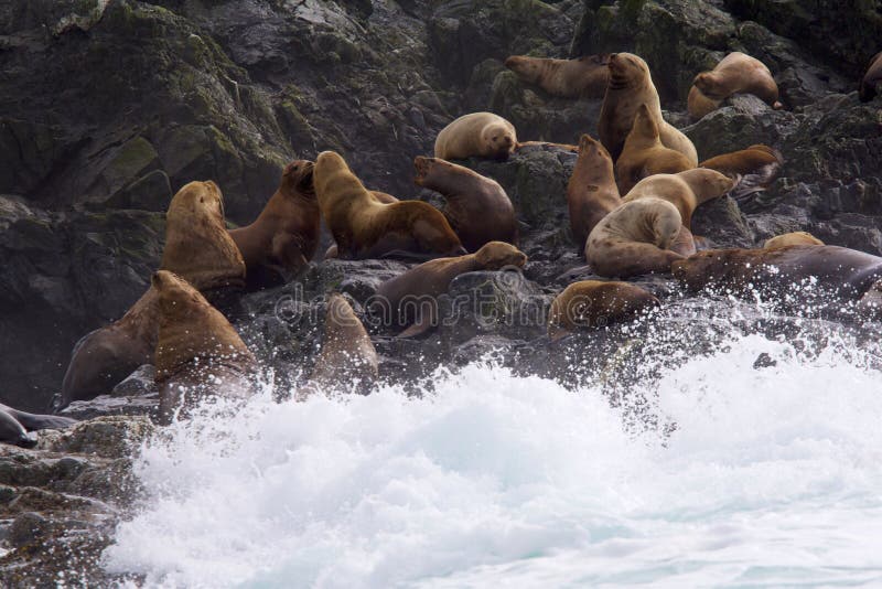 Steller Sea Lions  841964