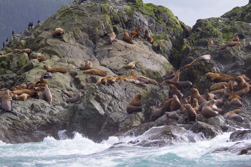 Steller Sea Lions   845393