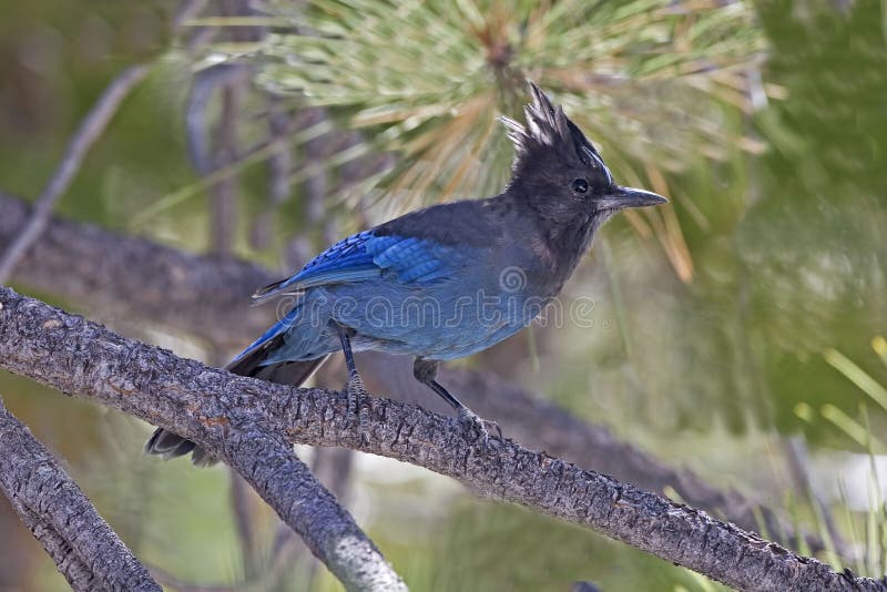 Stellers Jay, Cyanocitta stelleri, gehockt lizenzfreies stockbild Stellers Jay, Cyanocitta stelleri, gehockt lizenzfreies stockbild