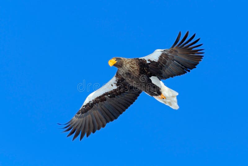 Stellers Seeadler, Haliaeetus pelagicus, fliegender Raubvogel, mit blauem Himmel im Hintergrund, Hokkaido, Japan stockfotografie Stellers Seeadler, Haliaeetus pelagicus, fliegender Raubvogel, mit blauem Himmel im Hintergrund, Hokkaido, Japan stockfotografie