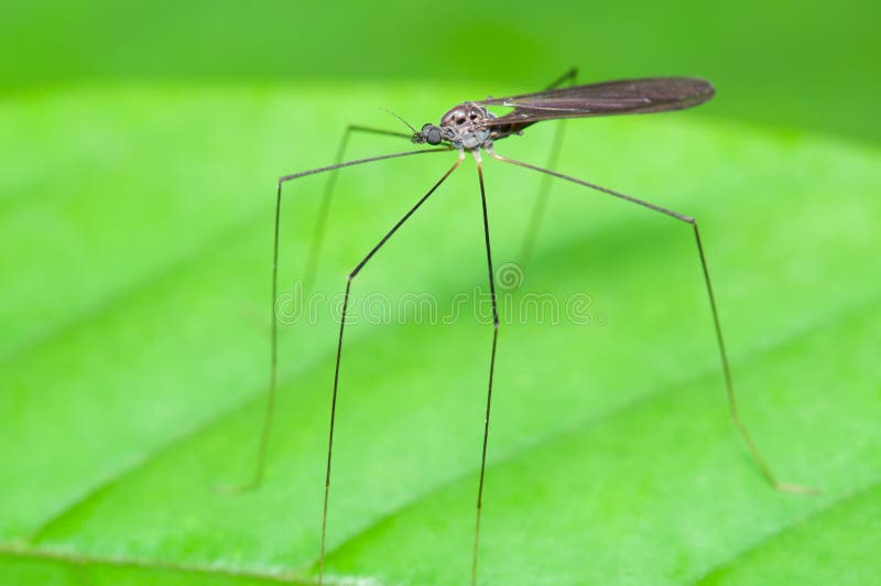 Stelzen-mit Beinen versehene Fliegen stockbilder Stelzen-mit Beinen versehene Fliegen stockbilder