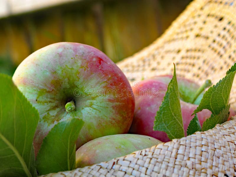 Apple Stem stock image. Image of lifestyle, ingredient 535355